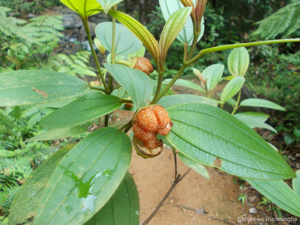 Melastoma malabathricum L.